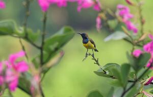 Grand Double Suite #4 at Amori Villa - Ubud, Indonesia