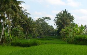 Grand Double Suite #4 at Amori Villa - Ubud, Indonesia