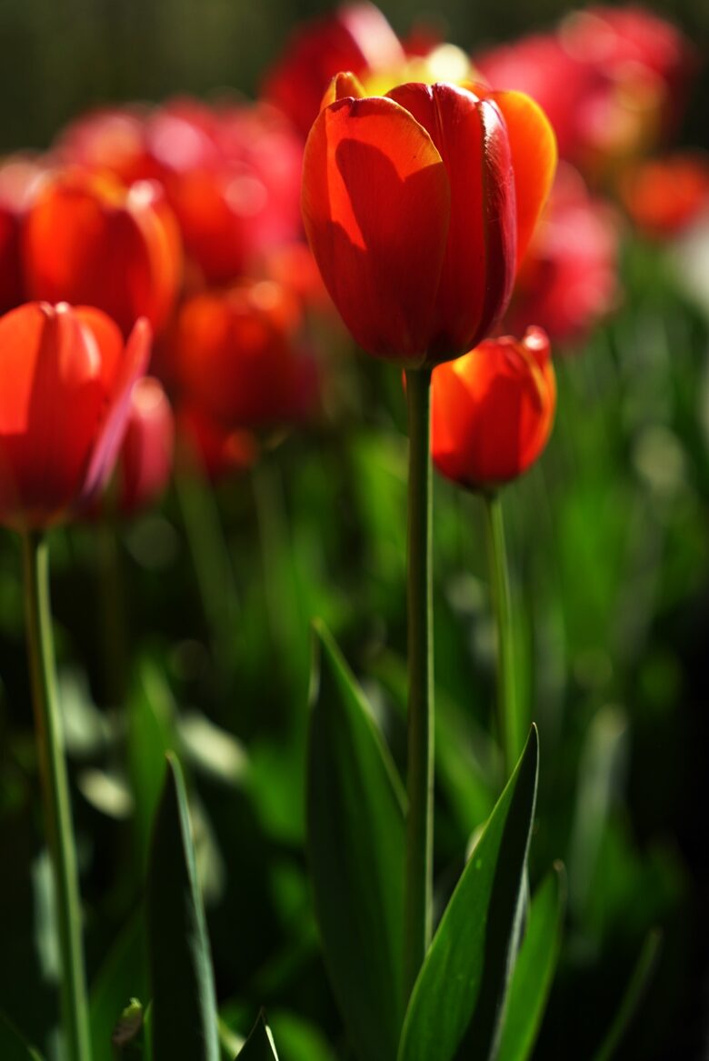 Easter's First Blooms at the Estate and Late April Exclusive Tulip Extravaganza - Woodstock, New York