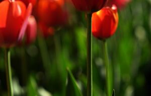 Easter's First Blooms at the Estate and Late April Exclusive Tulip Extravaganza - Woodstock, New York