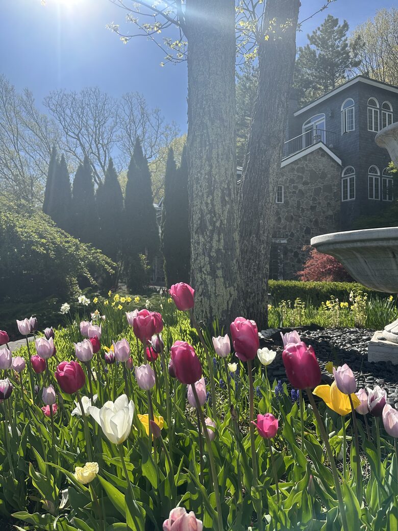 Easter's First Blooms at the Estate and Late April Exclusive Tulip Extravaganza - Woodstock, New York