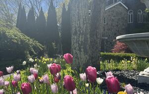 Easter's First Blooms at the Estate and Late April Exclusive Tulip Extravaganza - Woodstock, New York