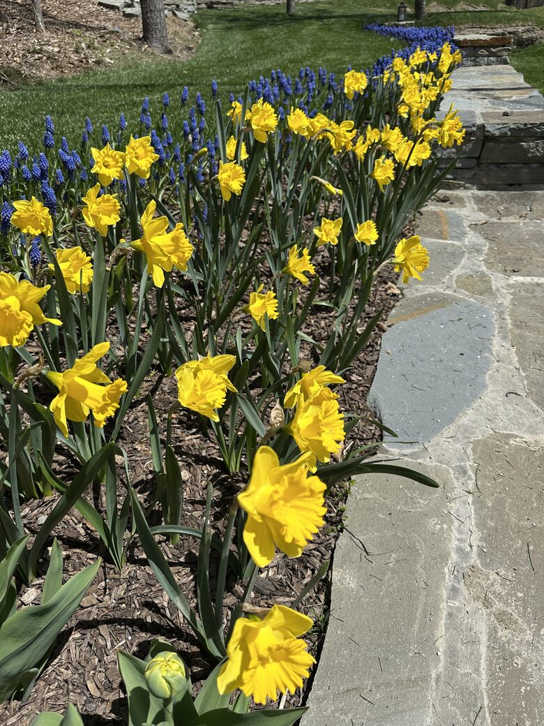 Easter's First Blooms at the Estate and Late April Exclusive Tulip Extravaganza - Woodstock, New York