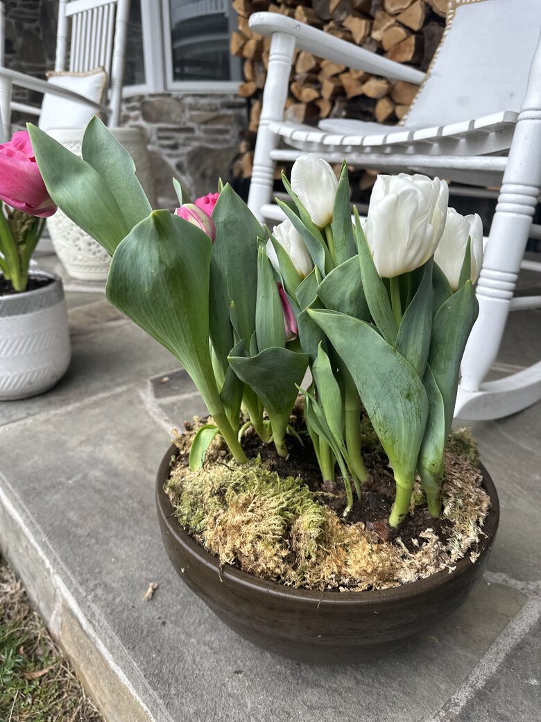 Easter's First Blooms at the Estate and Late April Exclusive Tulip Extravaganza - Woodstock, New York