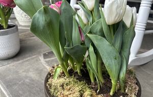 Easter's First Blooms at the Estate and Late April Exclusive Tulip Extravaganza - Woodstock, New York