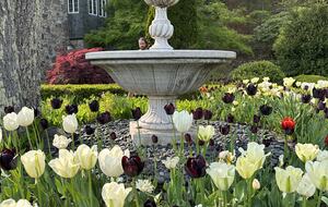 Easter's First Blooms at the Estate and Late April Exclusive Tulip Extravaganza - Woodstock, New York