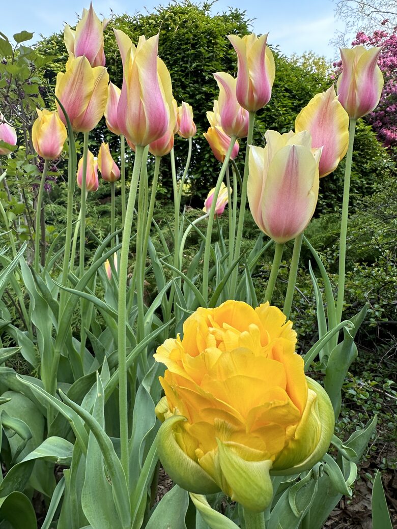 Easter's First Blooms at the Estate and Late April Exclusive Tulip Extravaganza - Woodstock, New York