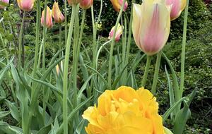 Easter's First Blooms at the Estate and Late April Exclusive Tulip Extravaganza - Woodstock, New York