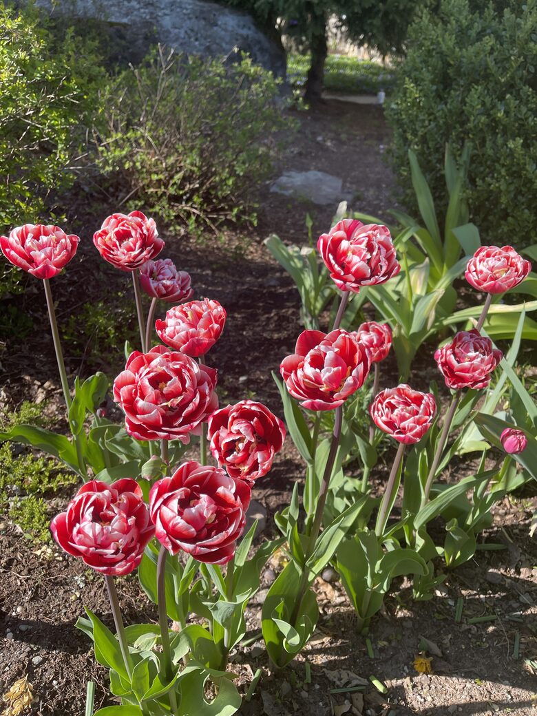 Easter's First Blooms at the Estate and Late April Exclusive Tulip Extravaganza - Woodstock, New York