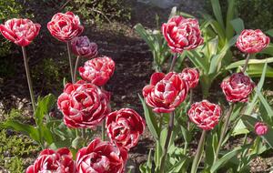 Easter's First Blooms at the Estate and Late April Exclusive Tulip Extravaganza - Woodstock, New York