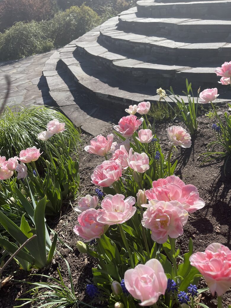 Easter's First Blooms at the Estate and Late April Exclusive Tulip Extravaganza - Woodstock, New York