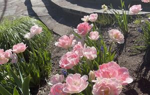 Easter's First Blooms at the Estate and Late April Exclusive Tulip Extravaganza - Woodstock, New York