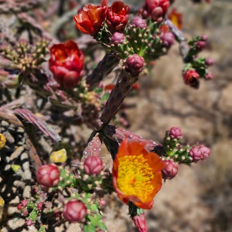 Luxury Desert Ranch Oasis Retreat - Phoenix, Arizona
