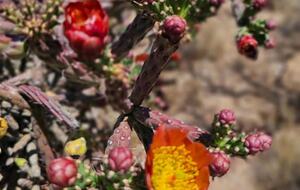 Luxury Desert Ranch Oasis Retreat - Phoenix, Arizona