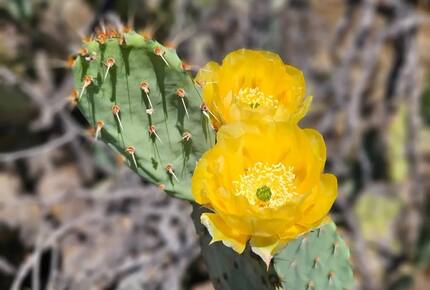 Luxury Desert Ranch Oasis Retreat - Phoenix, Arizona