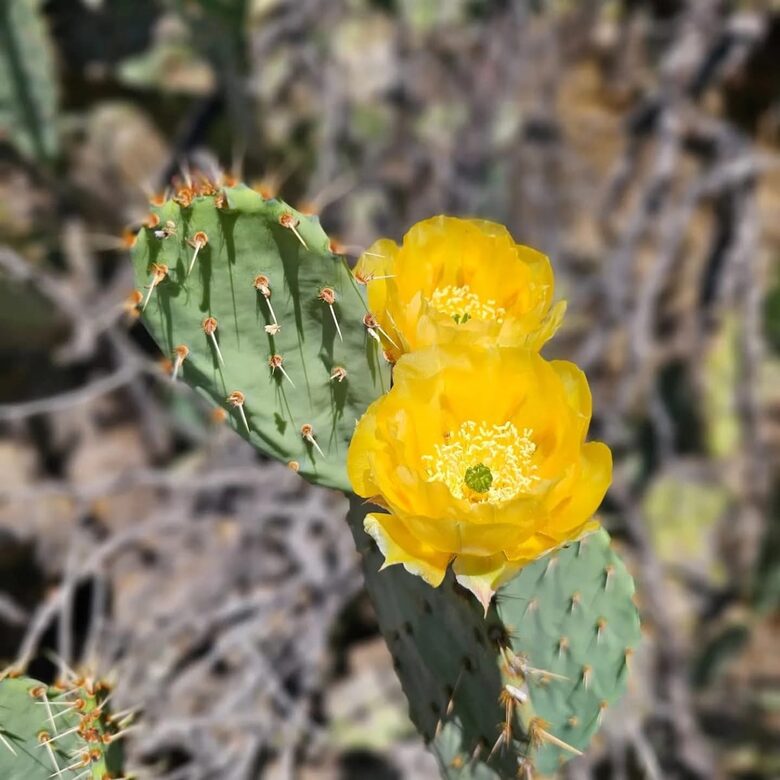 Luxury Desert Ranch Oasis Retreat - Phoenix, Arizona