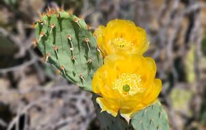 Luxury Desert Ranch Oasis Retreat - Phoenix, Arizona