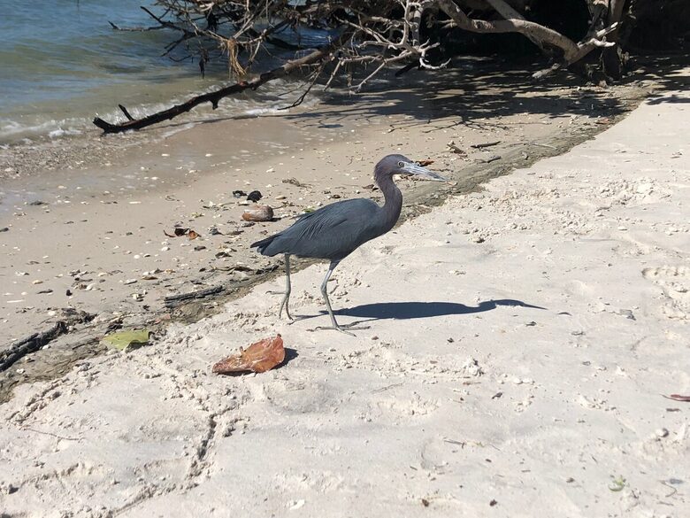 Jupiter Beach Comfort - Jupiter, Florida