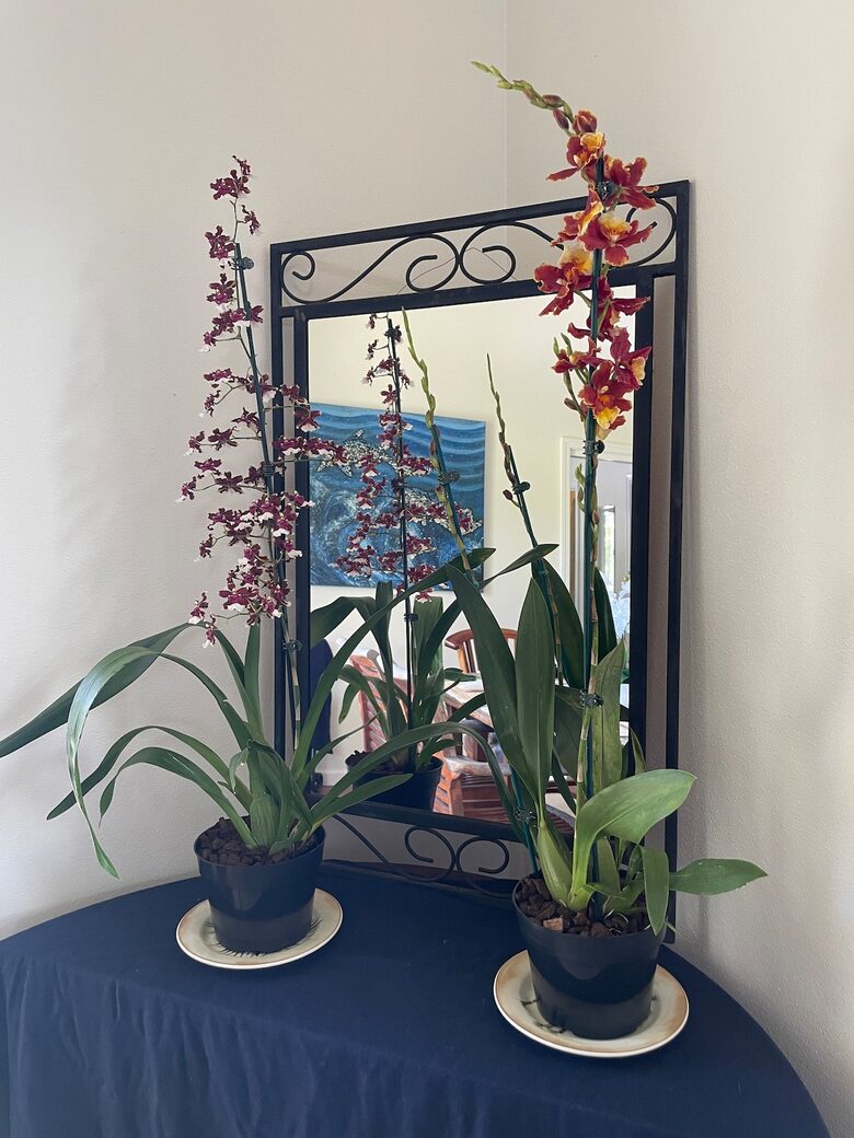 Ocean View Retreat Steps from the Beach - Captain Cook, Hawaii