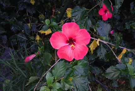 Ocean View Retreat Steps from the Beach - Captain Cook, Hawaii