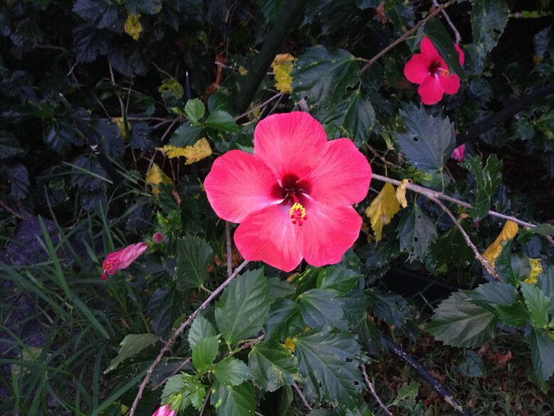 Ocean View Retreat Steps from the Beach - Captain Cook, Hawaii