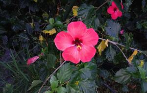 Ocean View Retreat Steps from the Beach - Captain Cook, Hawaii