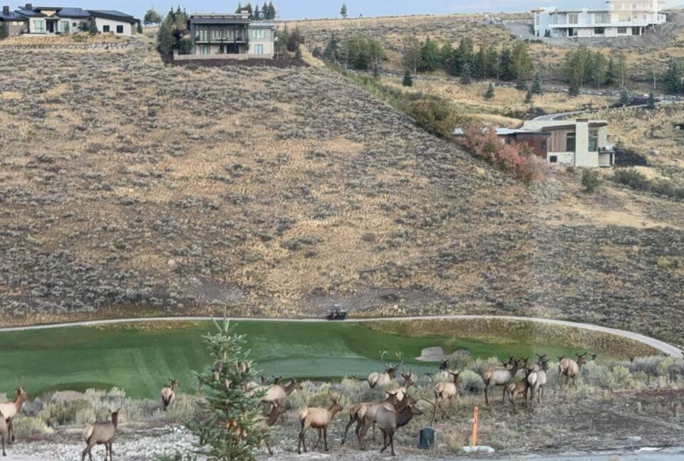 Backyard view when Elk pass by