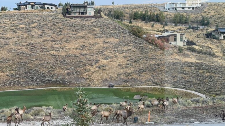 Backyard view when Elk pass by
