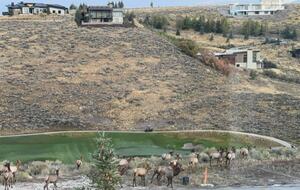 Backyard view when Elk pass by