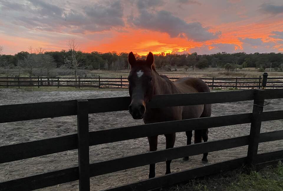 Countryside Escape Near Orlando with Private Acreage - Orlando, Florida