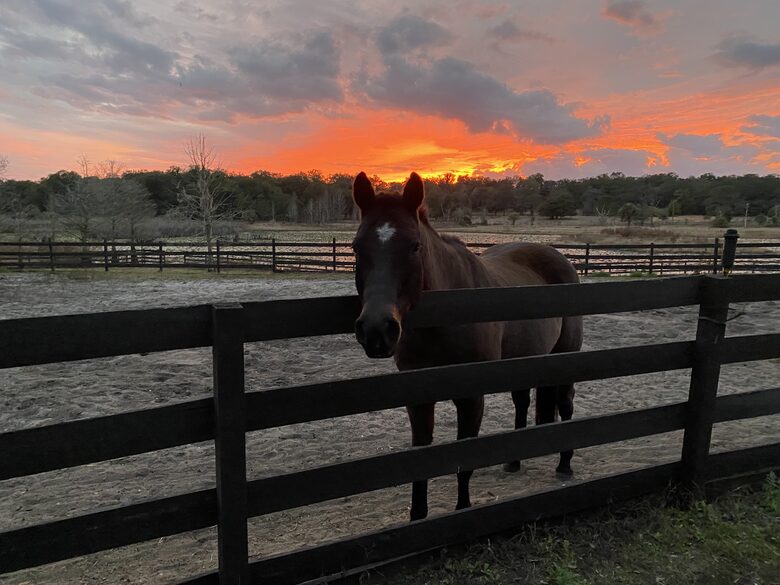 Countryside Escape Near Orlando with Private Acreage - Orlando, Florida