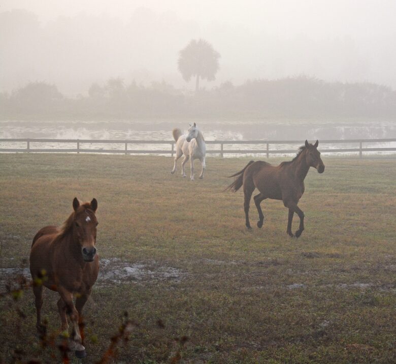 Countryside Escape Near Orlando with Private Acreage - Orlando, Florida