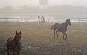 Countryside Escape Near Orlando with Private Acreage - Orlando, Florida