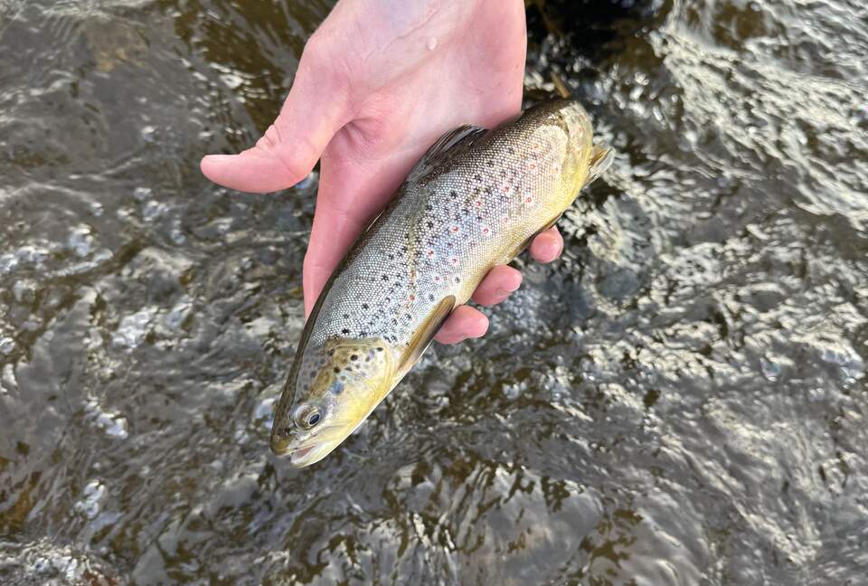 Fly fishing for all levels including beginners