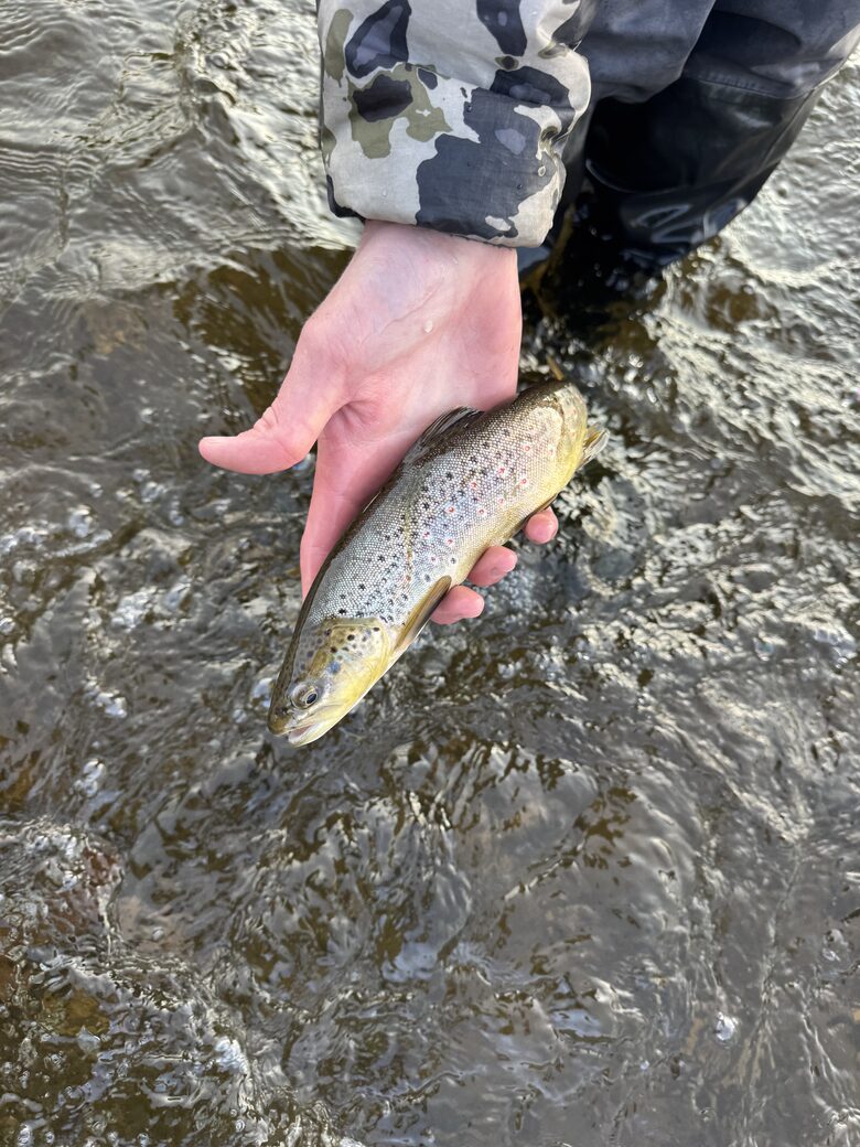 Fly fishing for all levels including beginners
