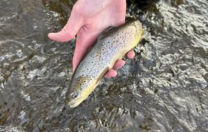 Fly fishing for all levels including beginners