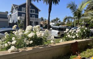 View Across Street from front patio