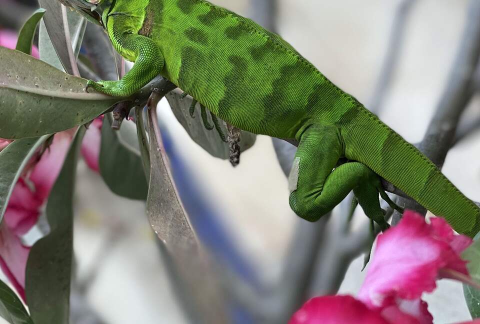 Hevans - Monos Island, Trinidad and Tobago