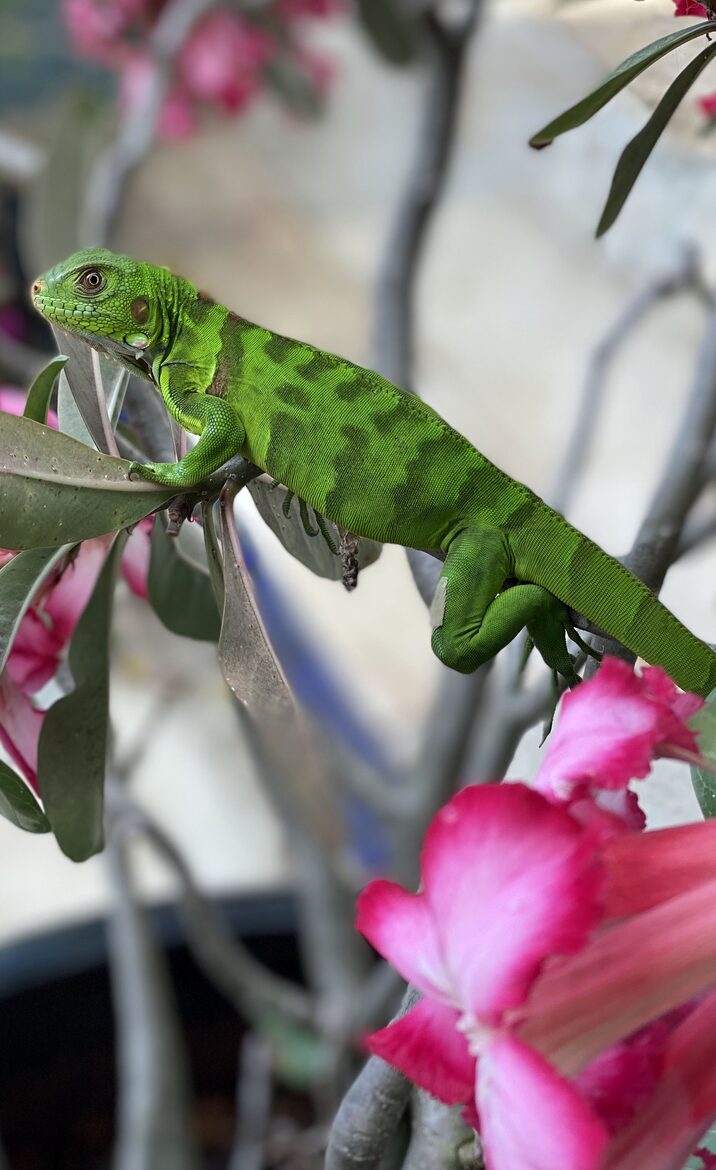 Hevans - Monos Island, Trinidad and Tobago