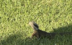 Free-Standing Coastal Retreat Steps from Blueys Beach - Blueys Beach, Australia