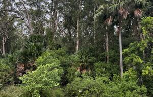 Free-Standing Coastal Retreat Steps from Blueys Beach - Blueys Beach, Australia