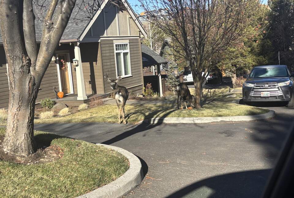 Cozy Wooded Getaway Close to Mt. Bachelor - Bend, Oregon