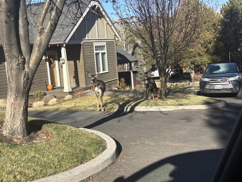 Cozy Wooded Getaway Close to Mt. Bachelor - Bend, Oregon