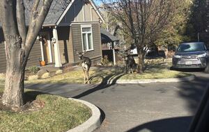 Cozy Wooded Getaway Close to Mt. Bachelor - Bend, Oregon