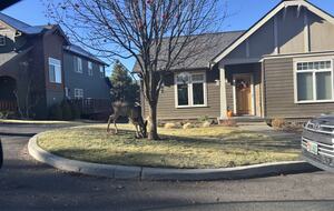 Cozy Wooded Getaway Close to Mt. Bachelor - Bend, Oregon