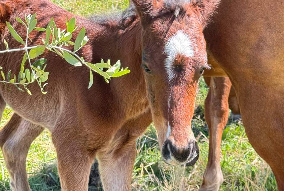 Riverfront Home Designed for Slow Days and Shared Rituals - Fosterton, Australia