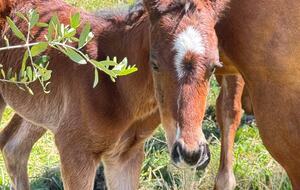 Riverfront Home Designed for Slow Days and Shared Rituals - Fosterton, Australia