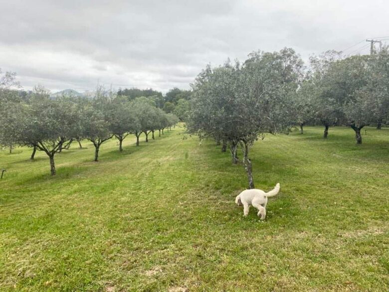 Riverfront Home Designed for Slow Days and Shared Rituals - Fosterton, Australia