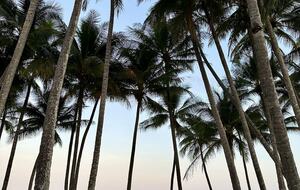 A Private Rainforest Hideaway Steps from Palm Cove Beach - Palm Cove, Australia