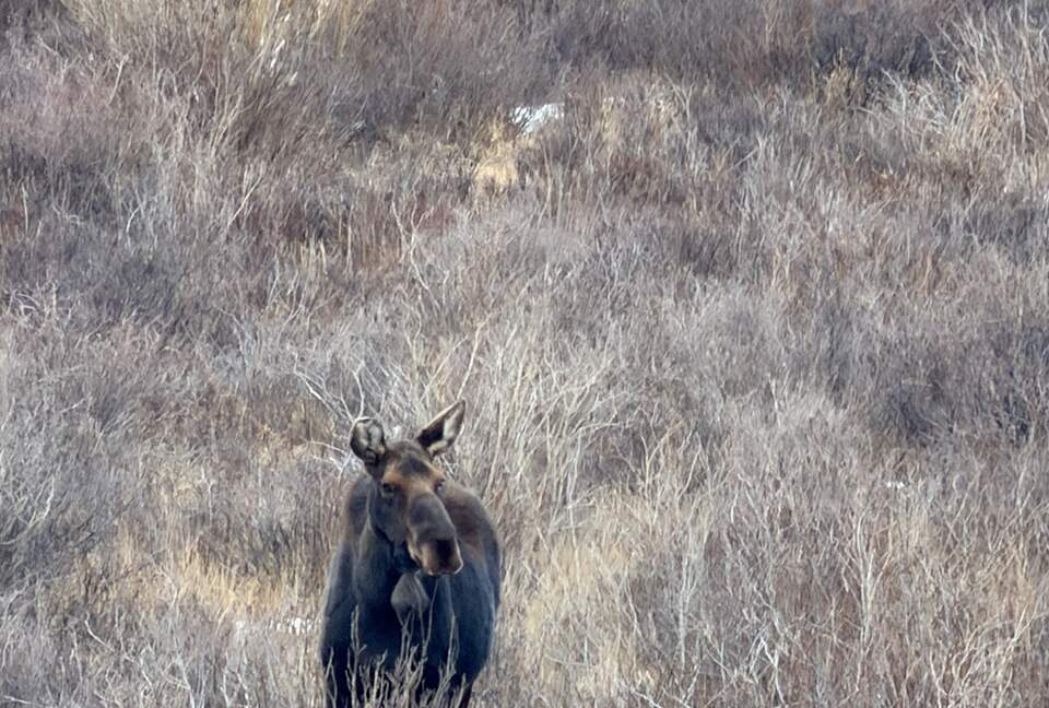 Historic Mountain Cabin on Five Private Alpine Acres - Alma, Colorado
